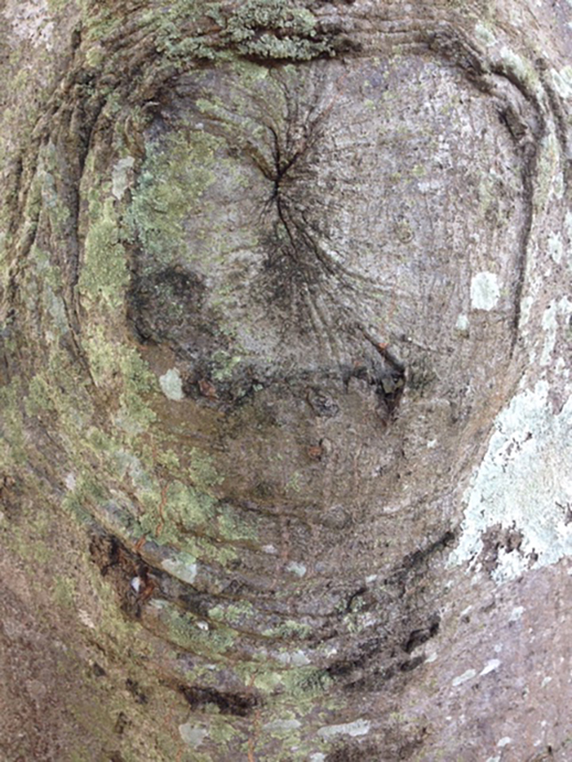 treeface6.jpg