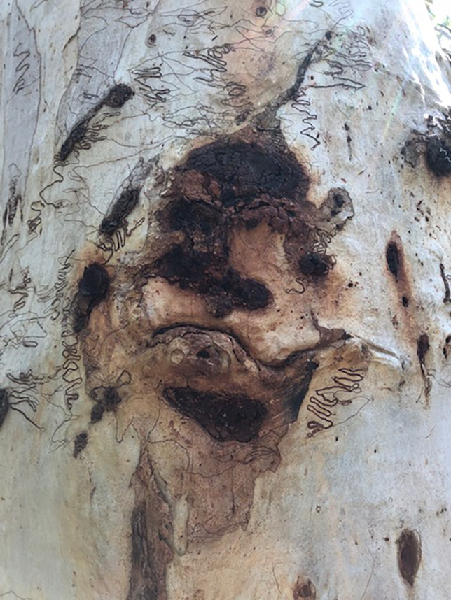 treeface8.jpg